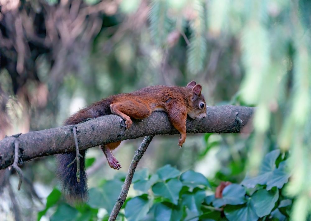 Photograph by Gabor Medgyesy