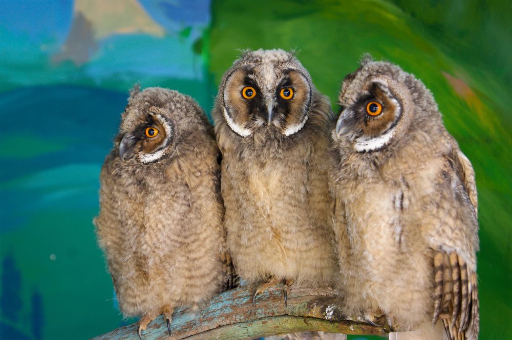 Photograph by Анна Шевляк