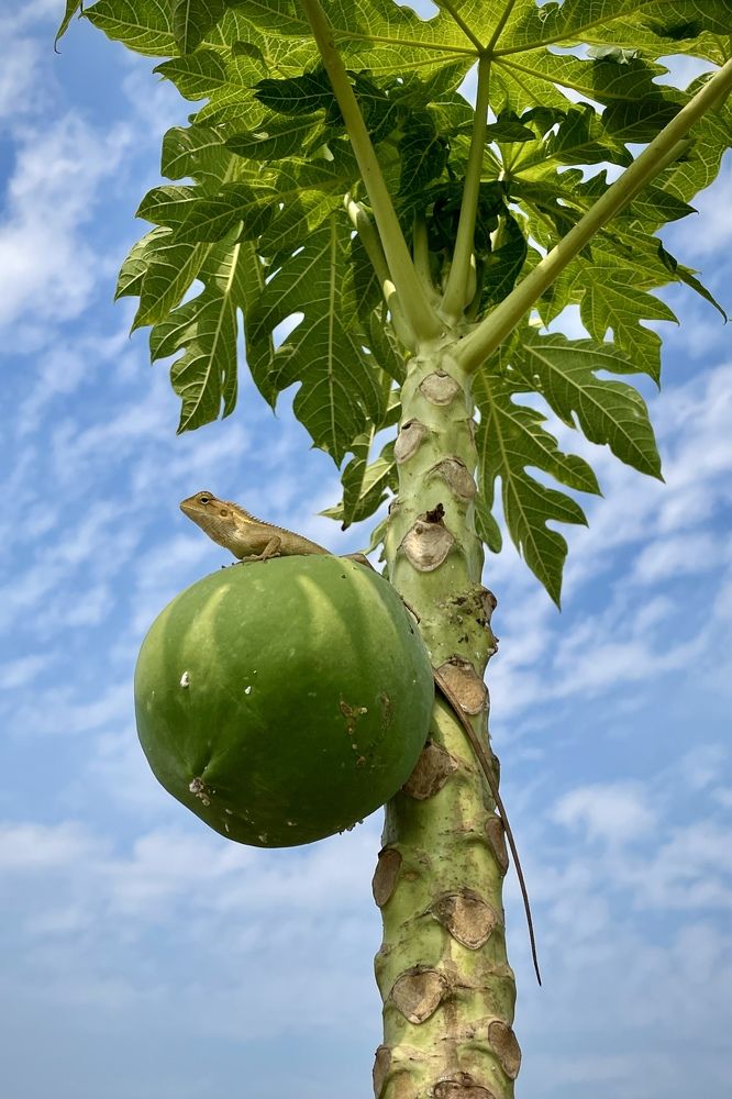 Фотография автора BIPLAB MISRA