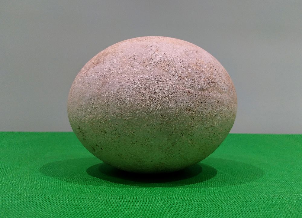 A fossilized ostrich egg