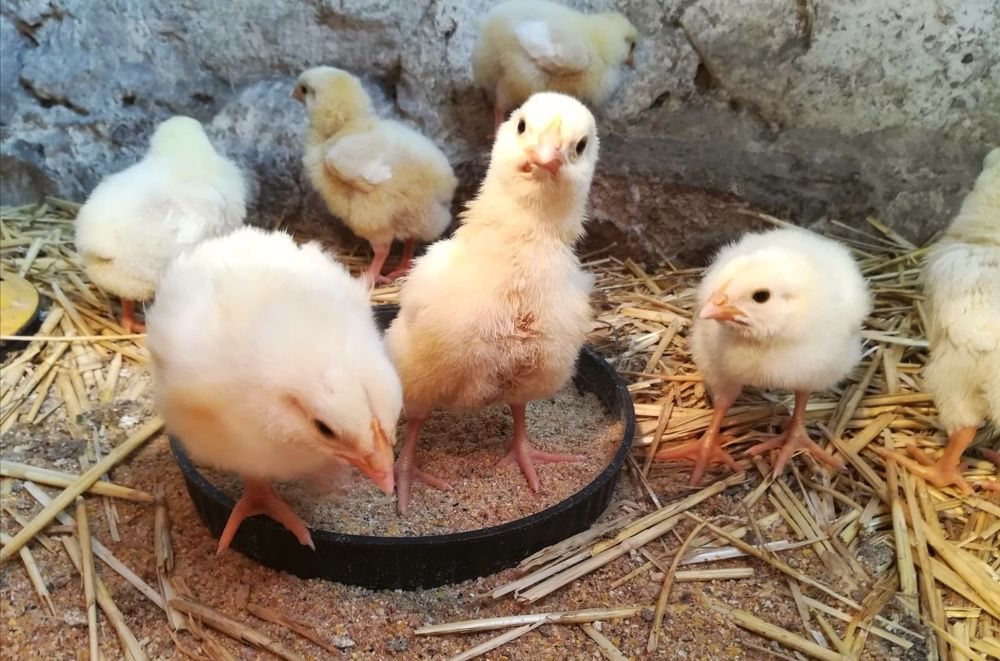 Любопитно пиленце