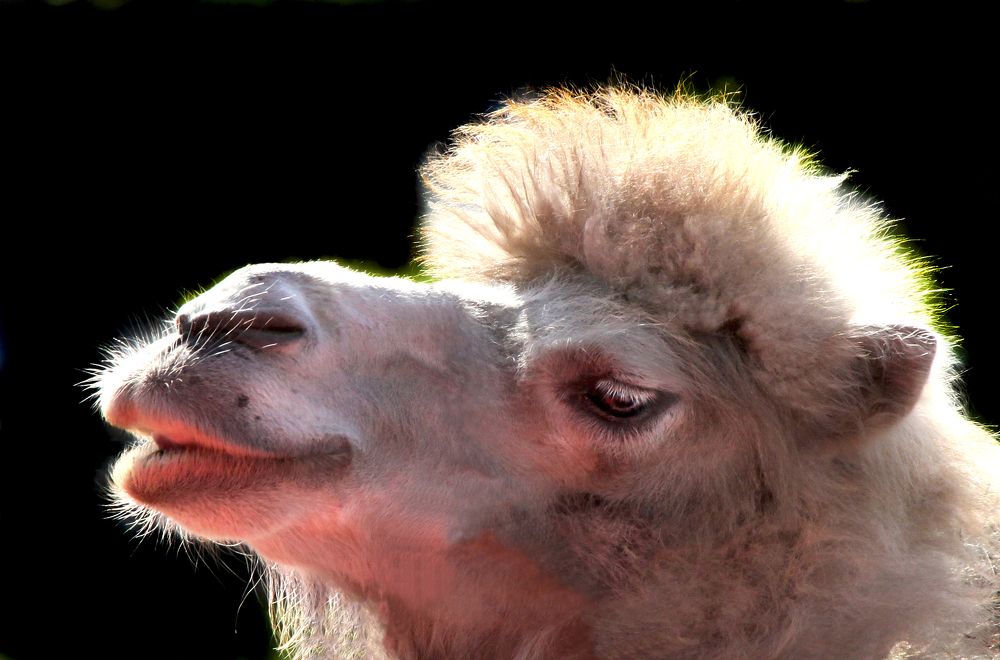 Мисс - Такси