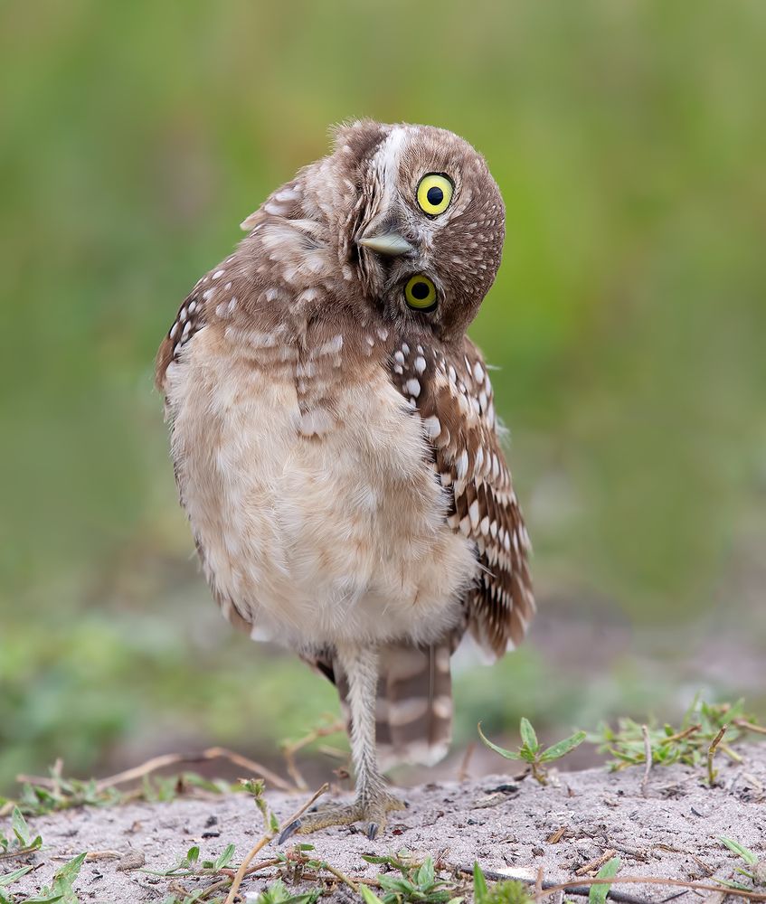 Burrowing Owlet - Кроличий сыч