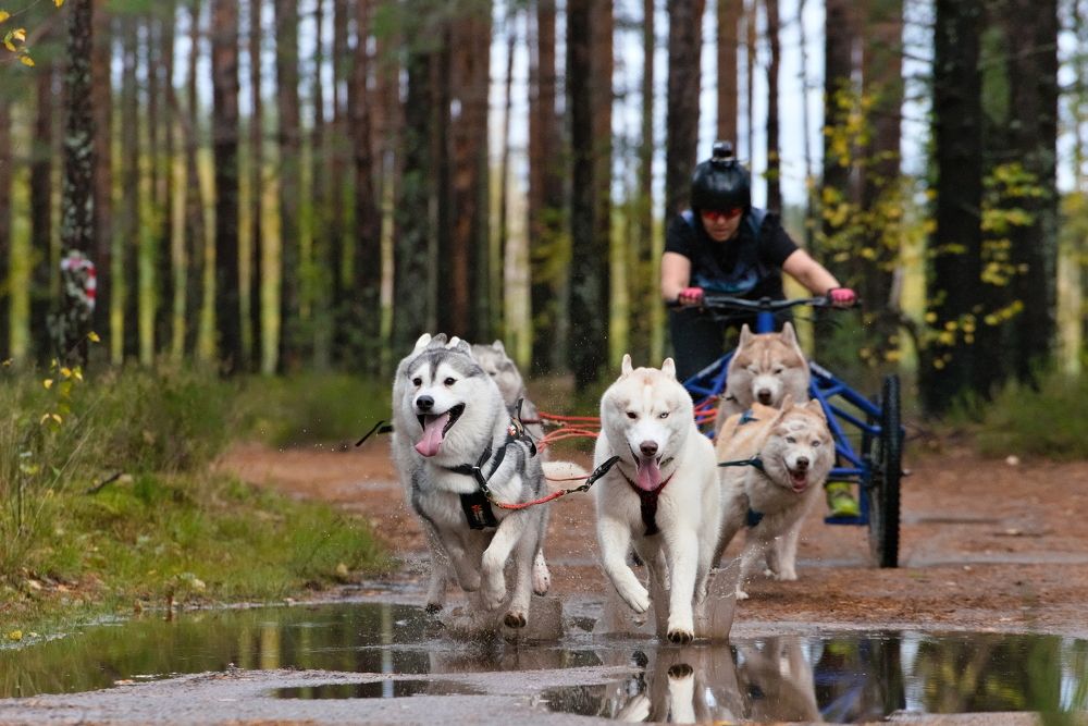 Фотография автора Владимир Коровяковский