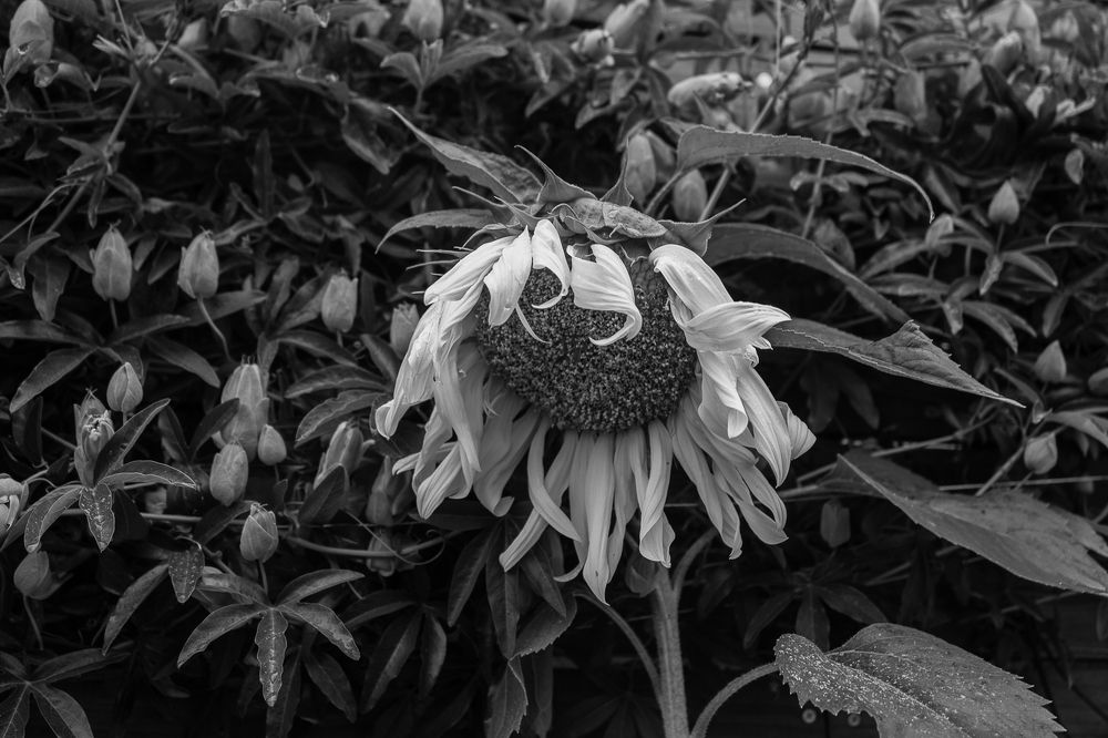 Photograph by Venegas Cornejo Carlos