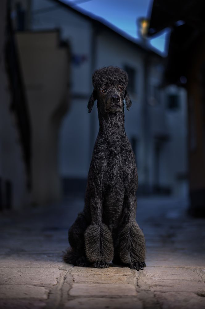 Photograph by Igor Sremac