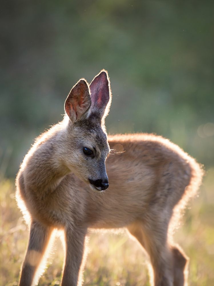 Photograph by Bruno Golemac