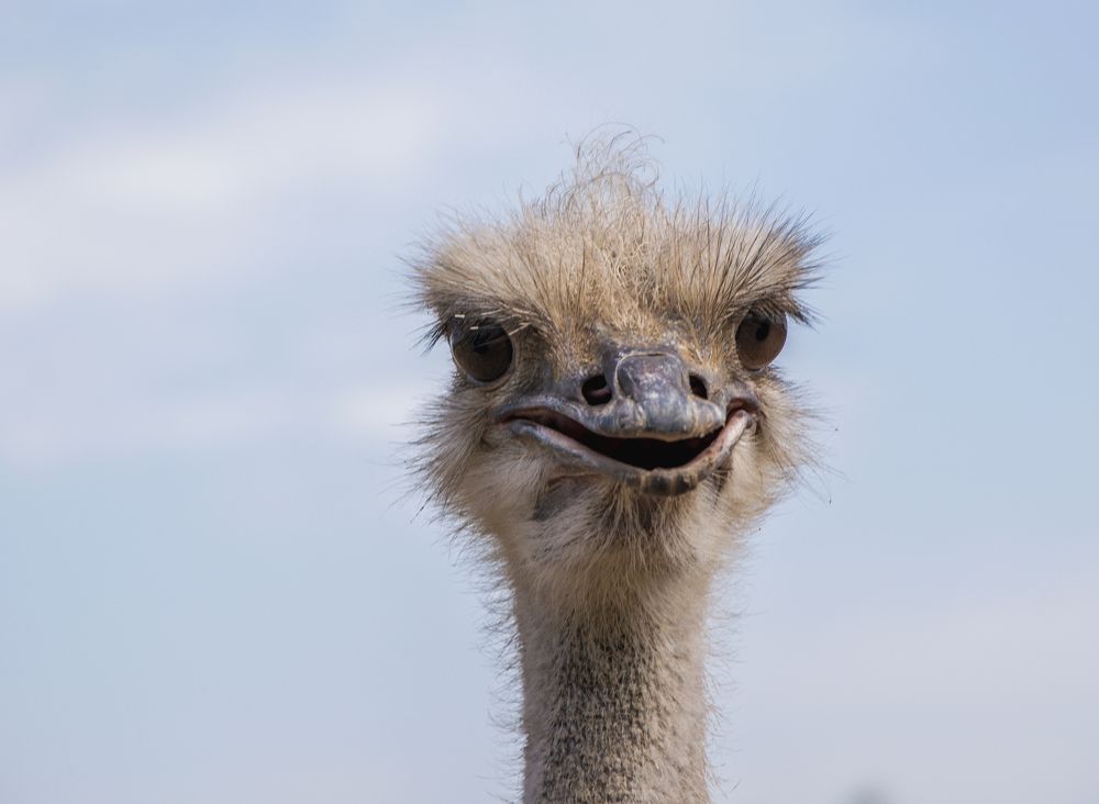 Фотография автора Альбина Хвастунова