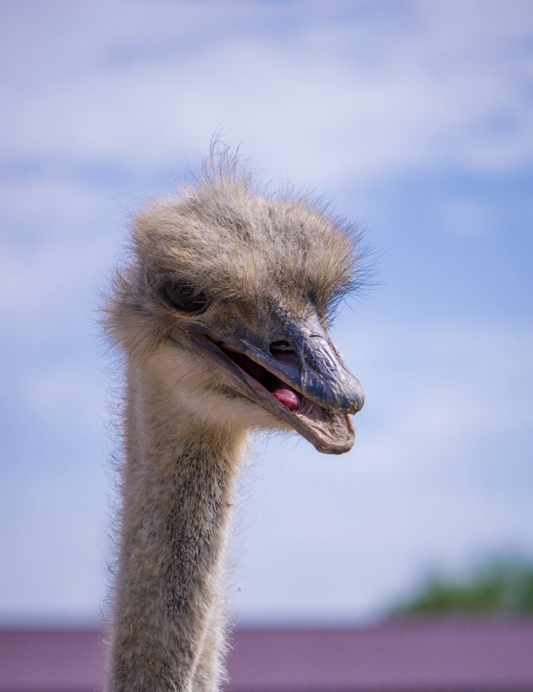 Фотография автора Альбина Хвастунова