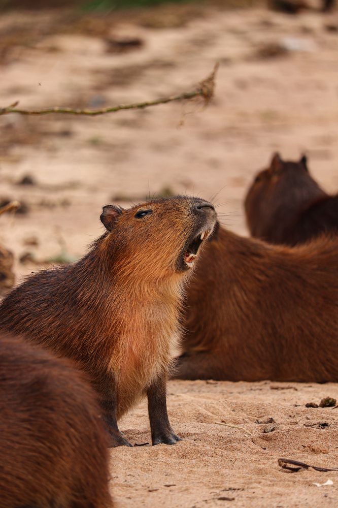 Photo #9790540
