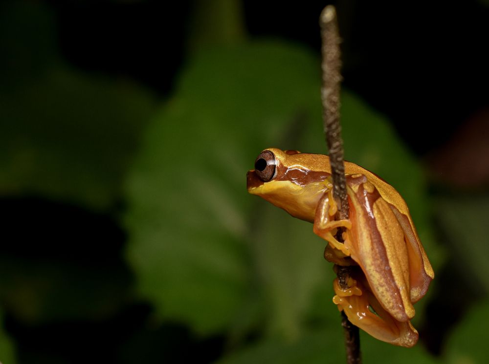 Dendropsophus ebraccatus