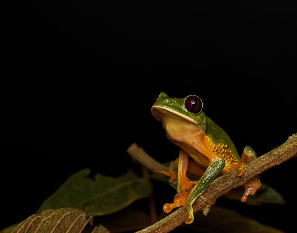 Agalychnis terranova
