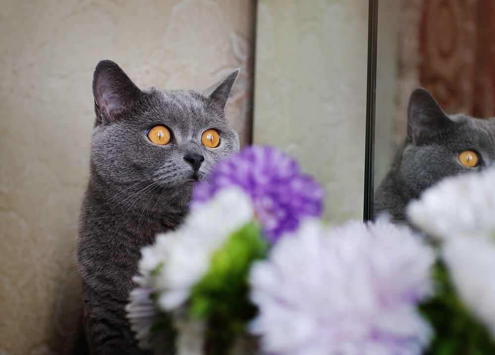 Фотография автора Анна Гаврилова