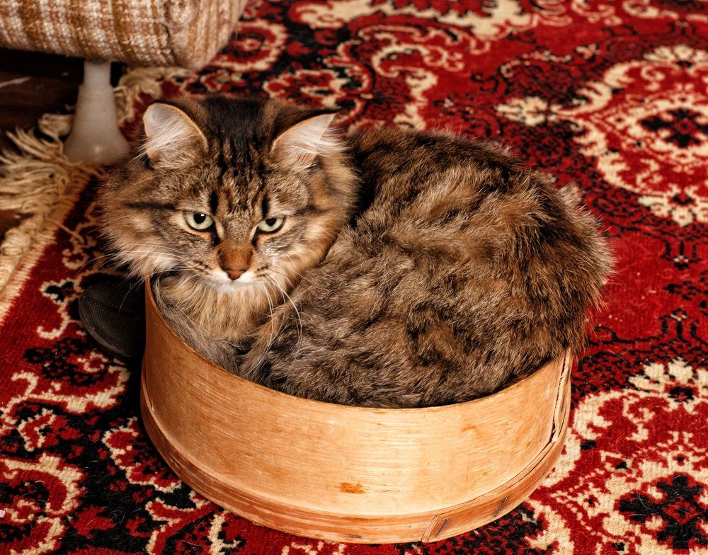 Photograph by Марина Тувышева-Чукавина