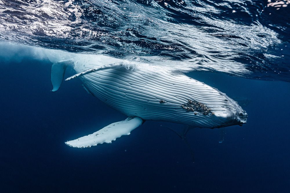 Photograph by KURASHIMA DAISUKE