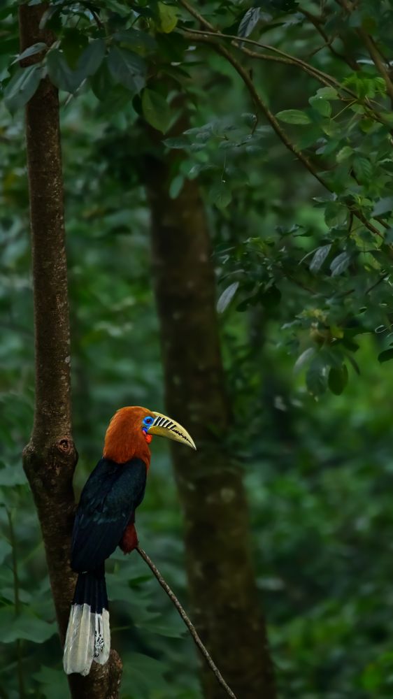 Rufous-necked hornbill