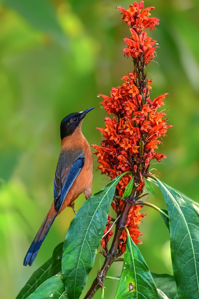 Rufous sibia