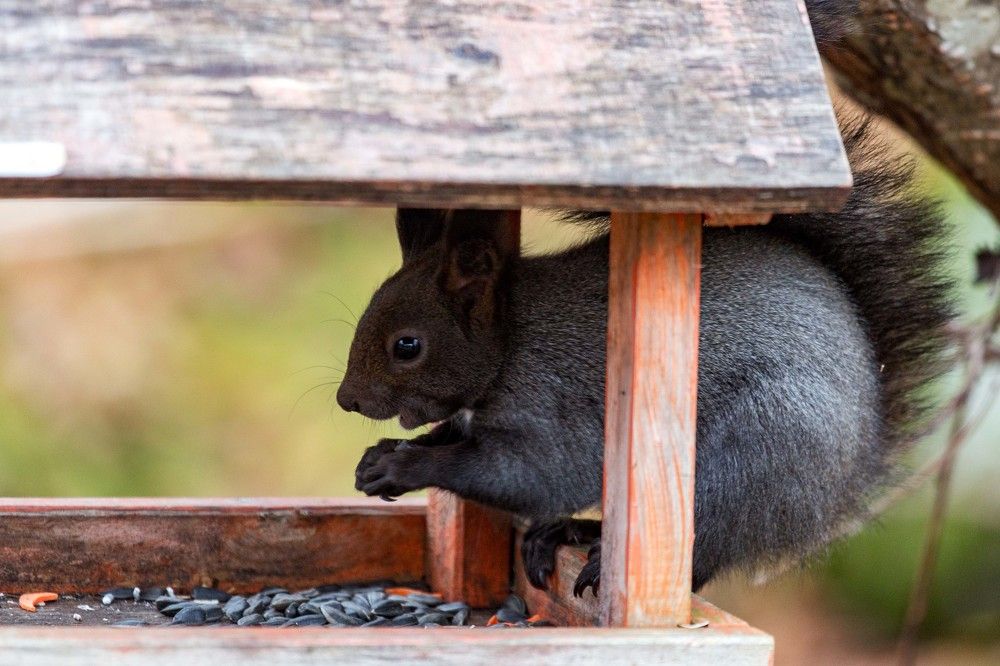 Фотография автора Владимир