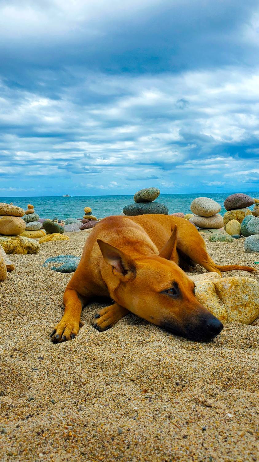 Beautiful Solitude Of A Canine On The Beach