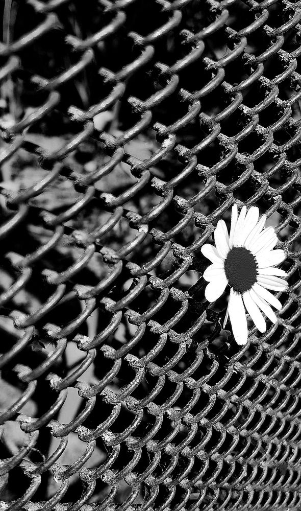 Photograph by Violeta