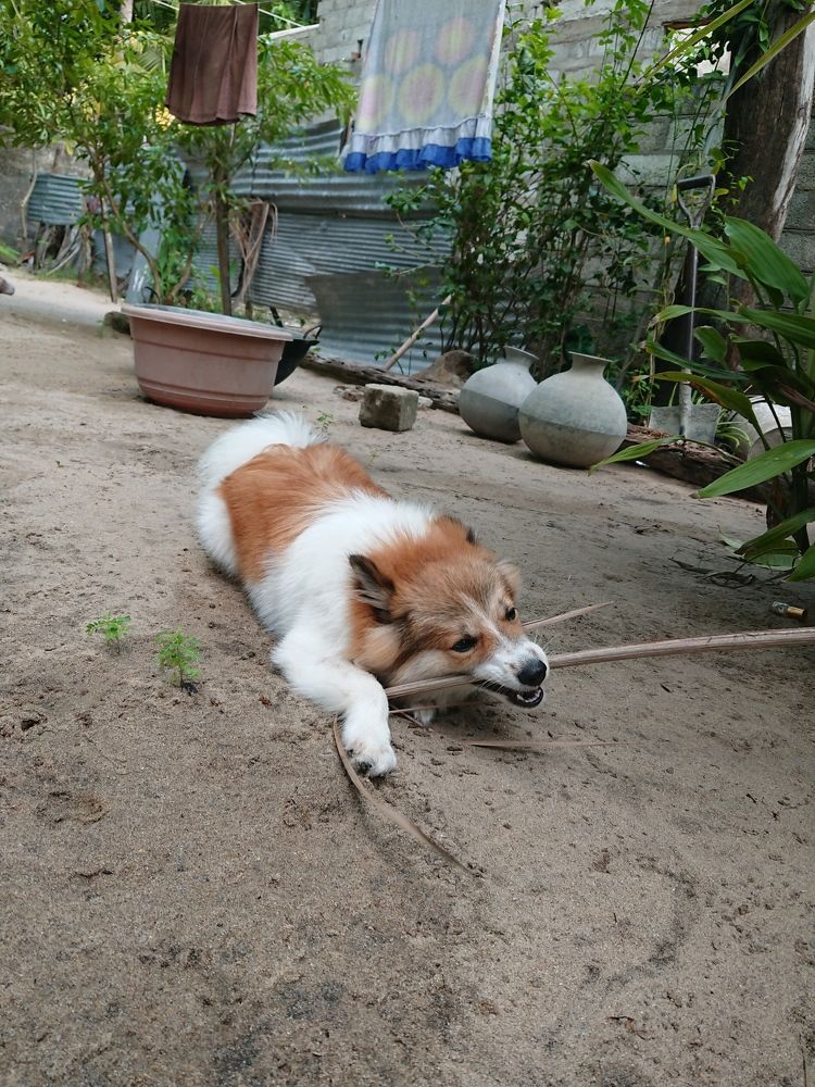 Photograph by K.AKILA NIDUSH