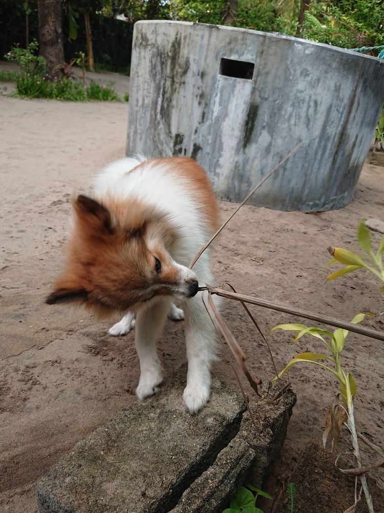 Photograph by K.AKILA NIDUSH