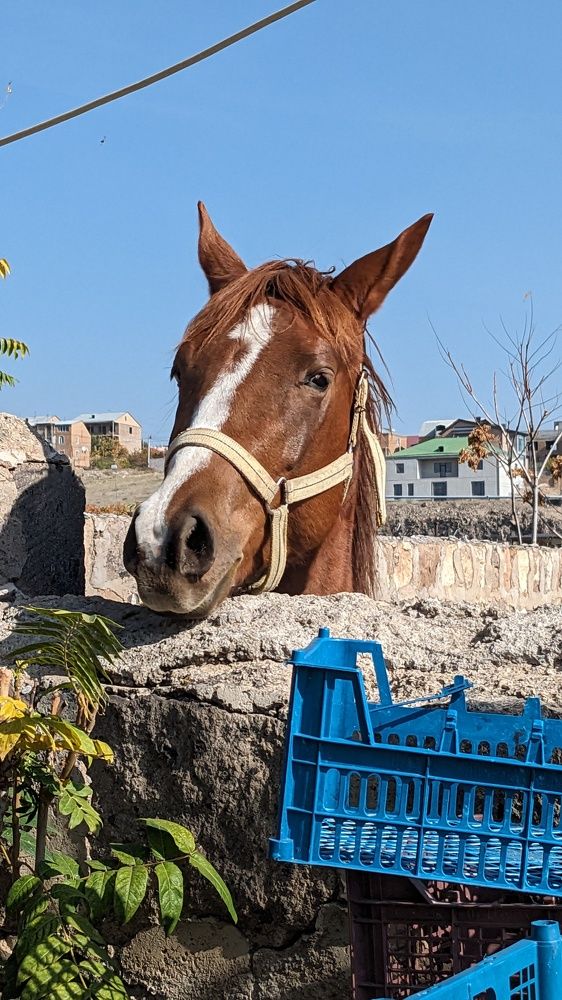 Photograph by Lilit Petrosyan