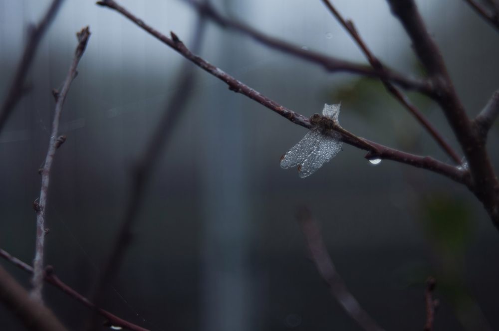 Photograph by Анастасия