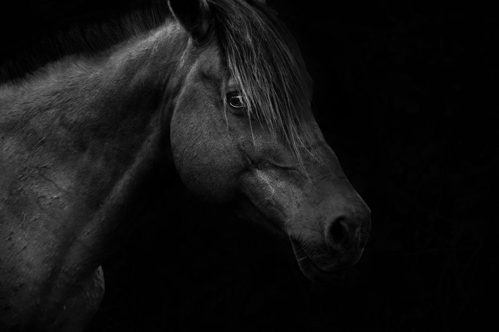 Photograph by Mahyar Kantoori