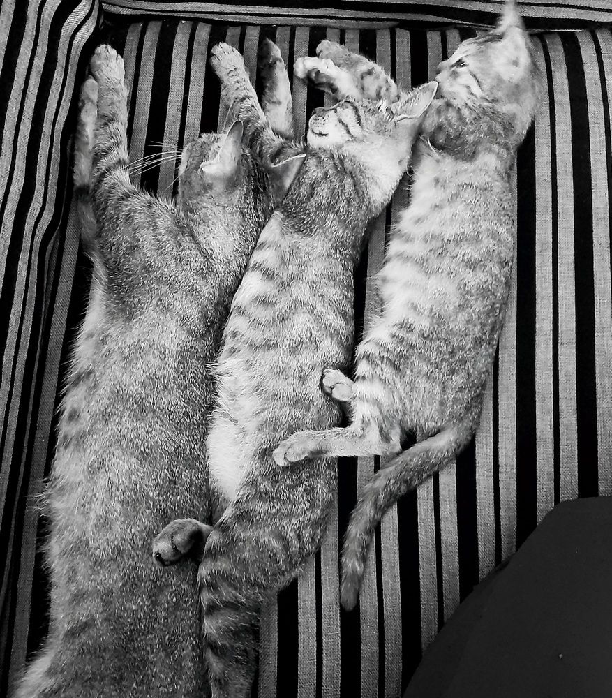 Cat mom and kids