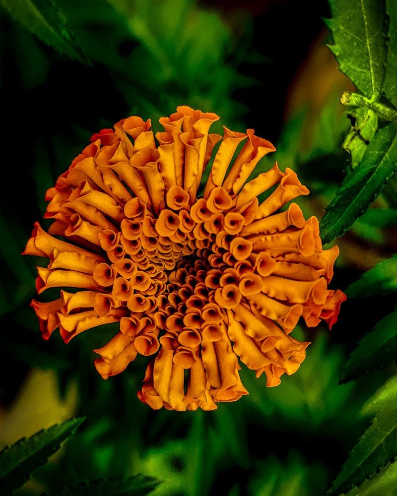Photograph by Soumen Paswan