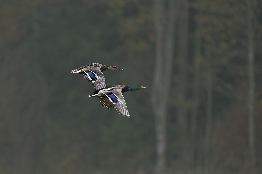 Photograph by Puum Mati