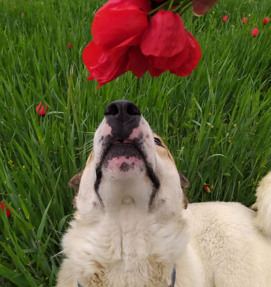 Photograph by Roghayeh Dannandeh