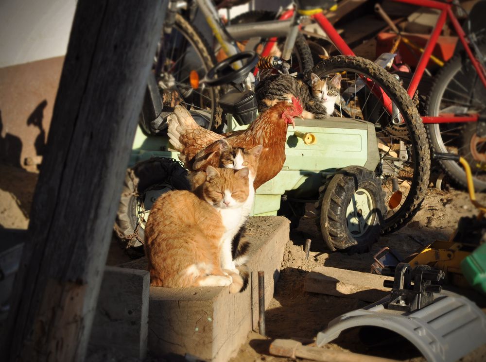 Photograph by Ala Botnarescu