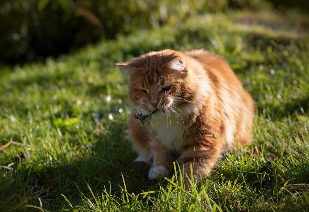 Photograph by Ala Botnarescu