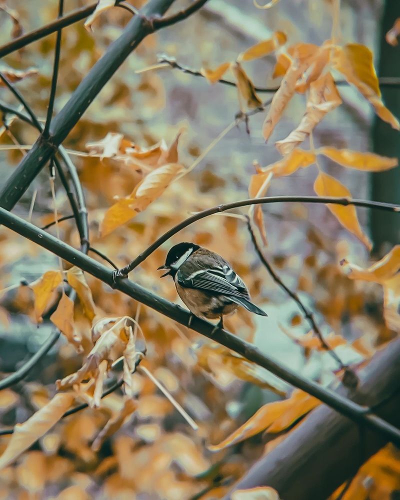 Photograph by Анна Скребкова