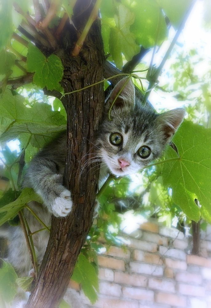 Photograph by Алла Холодова