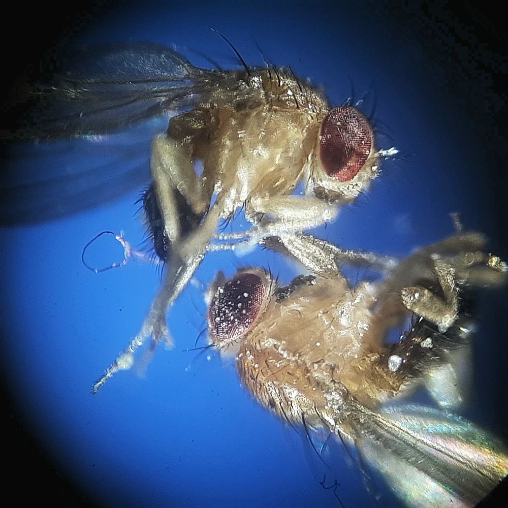 Бой за бражку