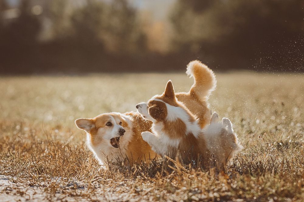 Фотография автора Ирина Мороз