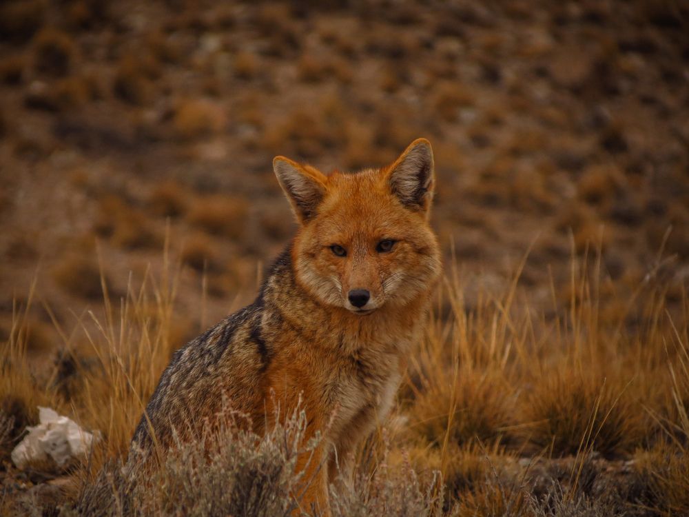 Photo #9792109