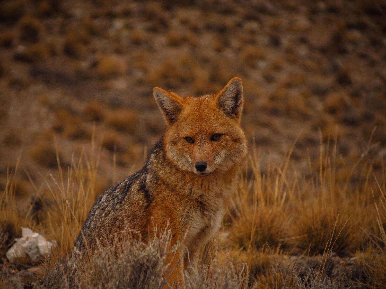 Photo #9792109