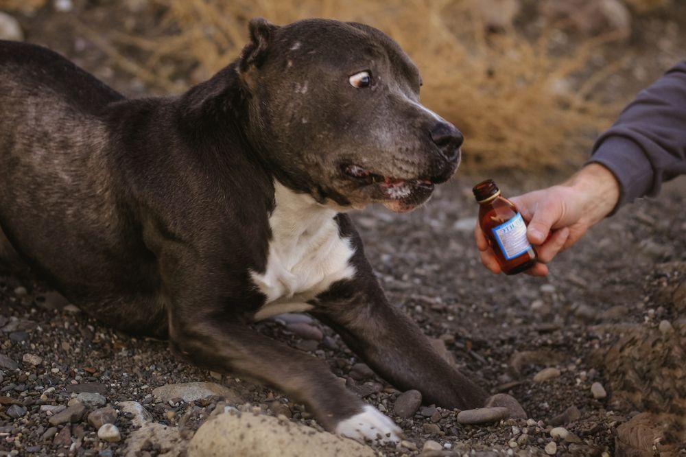 Photograph by Львица Катюша