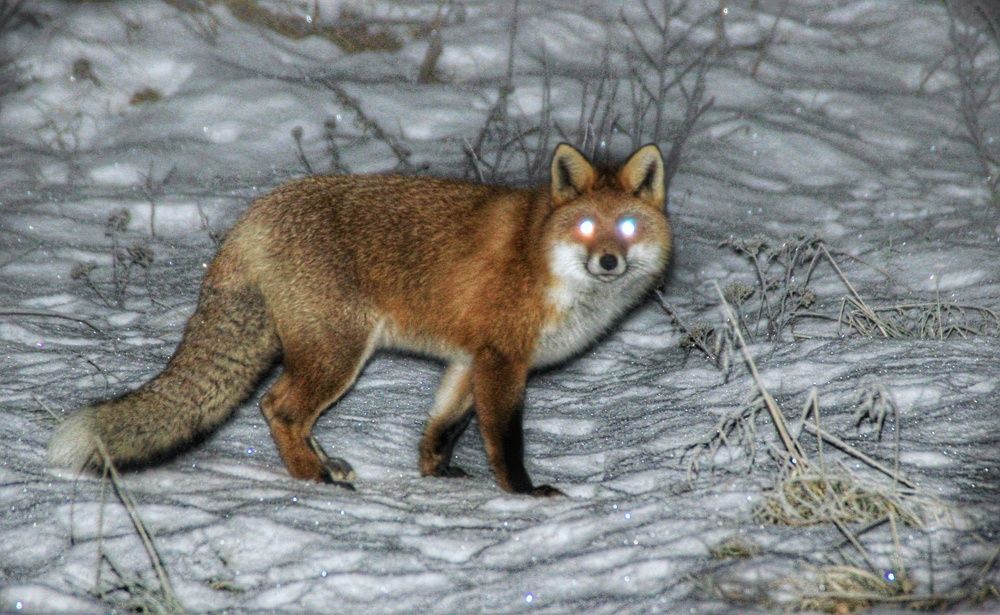 Фотография автора Светлана Терехова