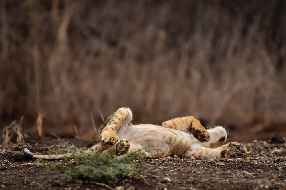 Photograph by mayur kalab