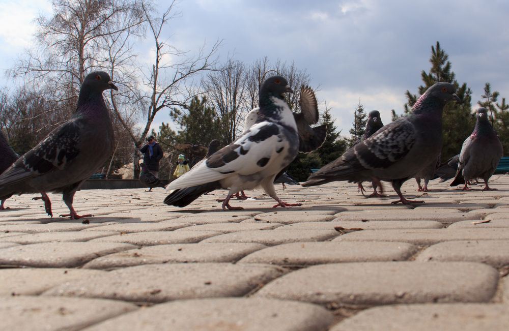 Photograph by Тамара Шевченко