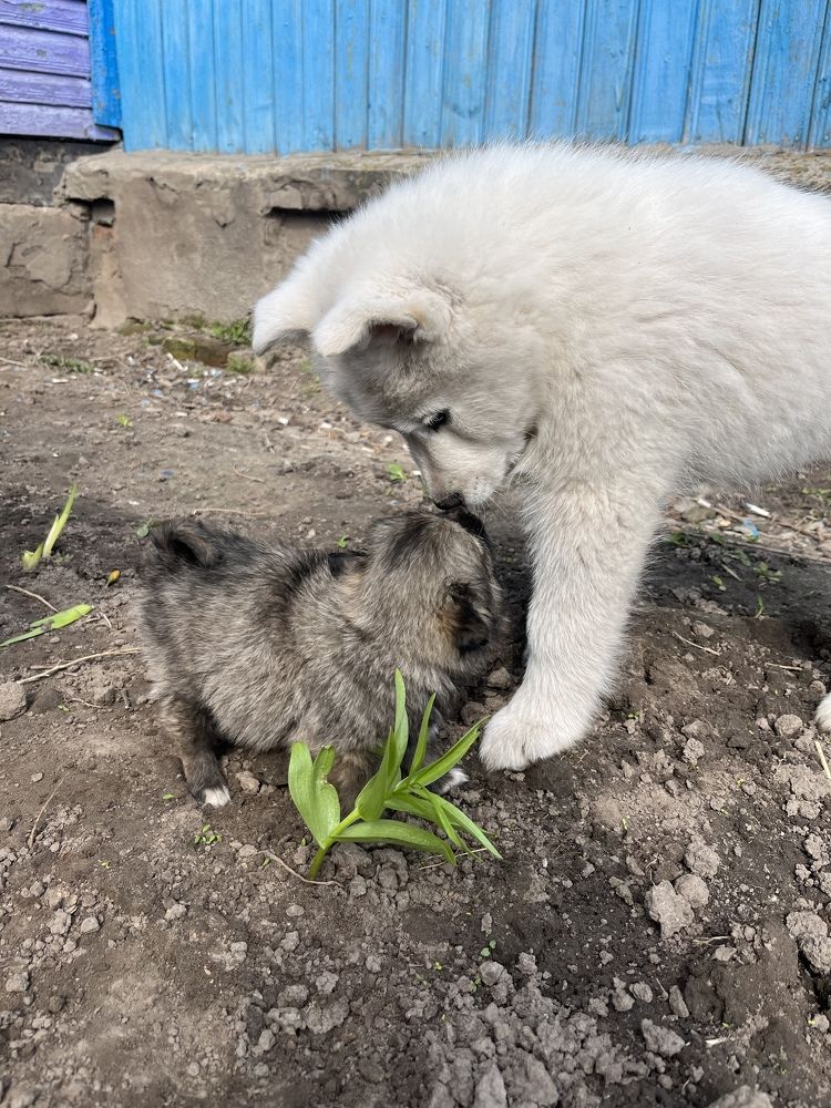 Photograph by Alina Tsilyk