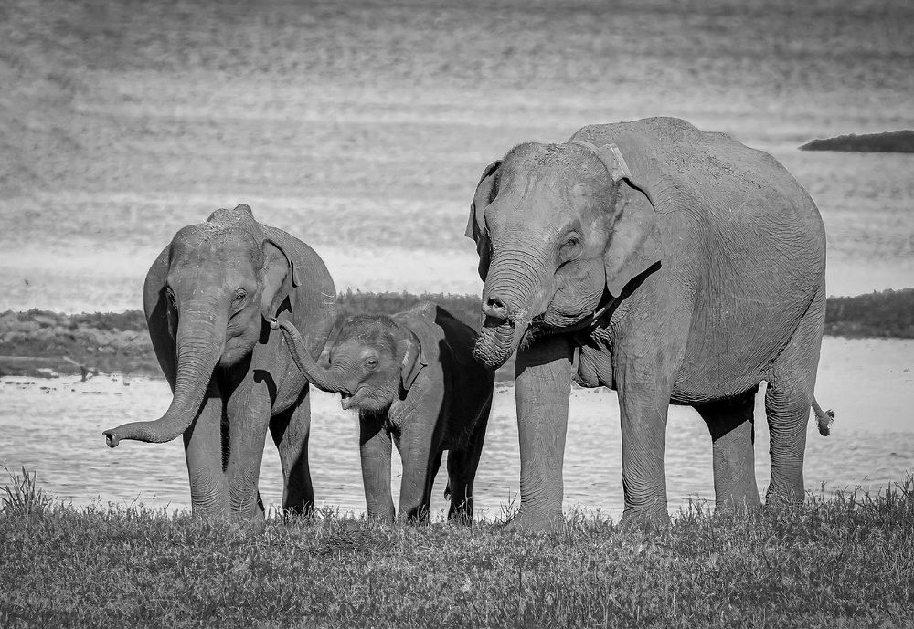 loving elephant family