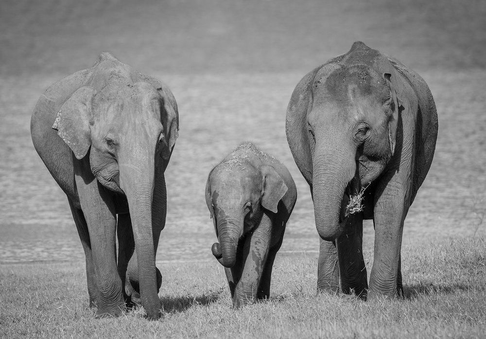 loving elephant family