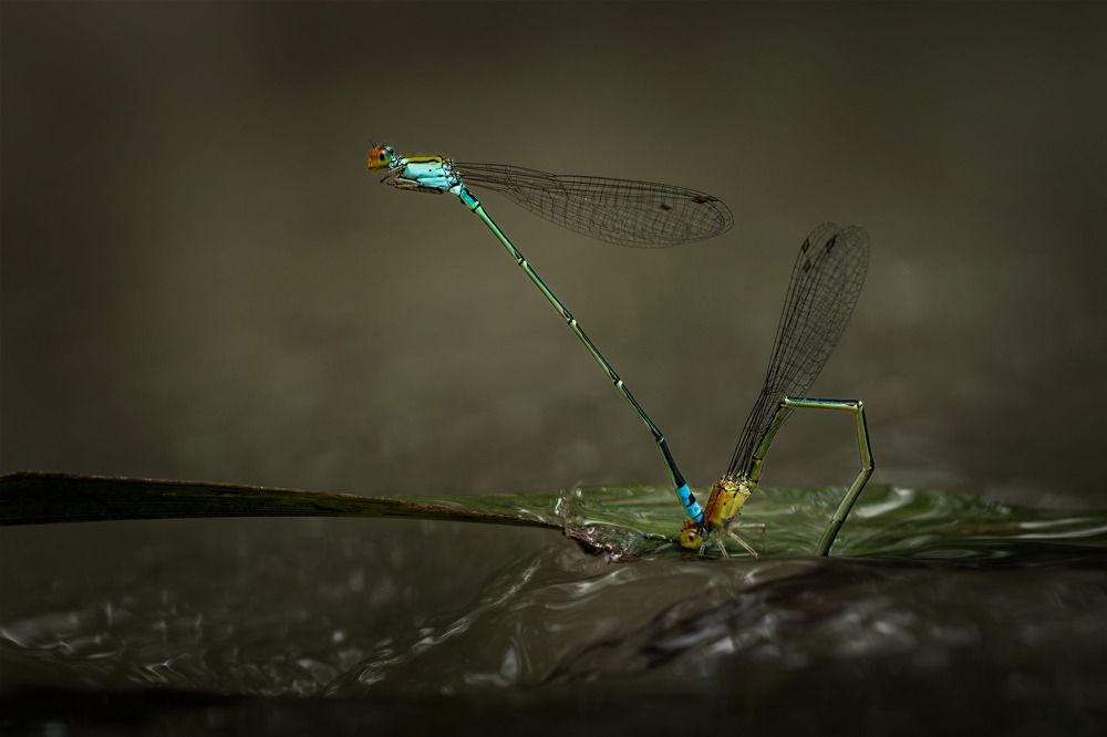 Фотография автора Tran Anh Tuan