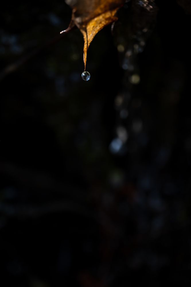 Photograph by Alexandre de Pommereau